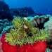 anemonefish_pink_jr_v_0705_png0414.jpg